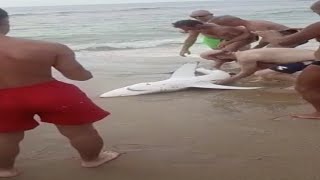 Cagliari, squalo tirato fuori dal mare per i selfie