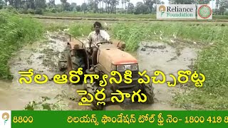 నేల ఆరోగ్యానికి పచ్చిరొట్ట పైర్ల సాగు | Green Manure Cultivation to Improve Soil Fertility