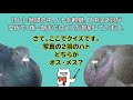 ベランダのハト vol. 1　産卵～孵化