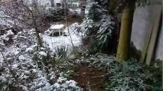 #Vogelsprache :: 08.02.2013 :: Zwei Amselmännchen streiten sich im Garten - Revierabgrenzung?