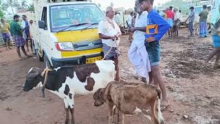 வள்ளியூர் மாடு சந்தை. Vallioor Cow Market.18/05/2024