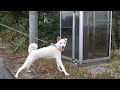 今日のキナコ 20230107　　雑種犬（ミックス）　白犬　保護犬