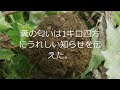 『ファーブル昆虫記』（奥本大三郎訳）スカラベ・サクレ③