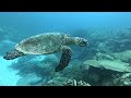 diving rong island sihanoukville. koh rong កោះរ៉ុង