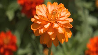 Profusion Zinnia