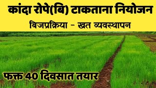 कांदा रोपे तयार करताना या पद्धतीने नियोजन करा 40 दिवसात रोप लागवडीस तयार होईल.....कांदा रोप 👌