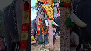 കുട്ടംകുളങ്ങര അർജുനൻ || കൈപ്പറമ്പ് പൂരം 2024 || #elephant #pooram #trending #shorts #viral #2024