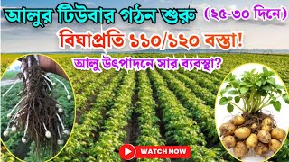 আলুর ২৫-৫০ দিনের সার ব্যবস্থাপনা? আলুর ফলন বৃদ্ধির জন্য টিউবার গঠনের সময় কোন সার প্রয়োগ করবেন?