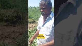 சக்கரைவள்ளிகிழங்கு நடவு செய்யும் முறை #sweetpotato #farmer