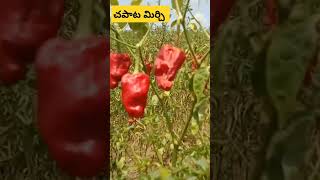 చపాట మిర్చి/ టమాట మిర్చి || like share subscribe please