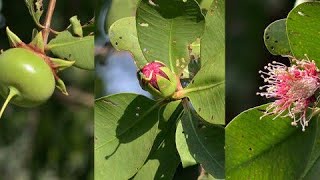 நாள்-64-மரா மரம்! Day-64-Mangrove apple tree! சுனாமியிலிருந்து காக்கும் மராமரம்(எ) அலையாத்தி மரம்!