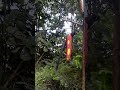 bird of paradise eating pandanus