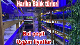 EGE AKVARYUM GEZİ VİDEOSU/Akvaryum balık türleri/Güncel akvaryum balığı fiyatları