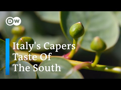 What does a caper bush look like?