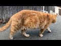 ボス猫の総回診！？茶トラ猫のコムギ君が子分を引き連れて島をパトロール