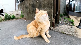 ボス猫の総回診！？茶トラ猫のコムギ君が子分を引き連れて島をパトロール