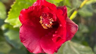 Tropical Flowers Experiment at Abah Garden Las Vegas