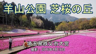 羊山公園 芝桜の丘 (Still Image) [4K] \