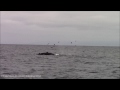 8.23.14 humpback whales monterey