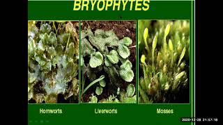 Bryophytes NCERT 11th Biology: Plant kingdom Chapter 3