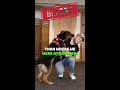 german shepherd dog training