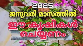 ജനുവരി മാസത്തിൽ ഈ കൃഷികൾ ചെയ്യണം |Agricilture tips malayalam |krishi malayalam