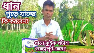 ধান পুড়ে যাচ্ছে কি করবেন? | ধানে কুইক পটাশ কেন? গুরুত্বপূর্ণ | Paddy is Burning What to Do