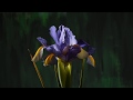 10 day Iris xiphium Spanish Iris flower opening & dying time lapse