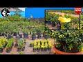 தோட்டம் விரும்பிகளுக்கு சரியான​ தீனி இந்த​ நர்சரி biggest nursery garden in kanyakumari nagercoil