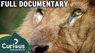 Looking Into The Life Of Predators, Prey And Wildlife | Animal Documentary | Curious?: Natural World