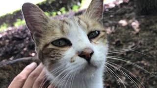 撫でると嬉しそうな顔してくれる小キジちゃん。公園地域猫動画japanese cat video