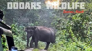 A Group Of Wild Elephants 🐘😮|| গরুমারা জঙ্গলের বিশাল হাতির দল 🐘😮😮😱😱