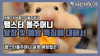 햄스터 볼주머니 탈장 및 예방 특징에 대해서