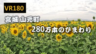 【8K VR180】宮城 山元町 ２８０万本のひまわり