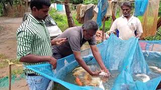 ഇത്രയും  വിലക്കുറവിൽ koifish വേറെ എവിടെയും കിട്ടില്ല #koifish #fishfarmerkerala #farmingpalakkad