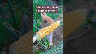 খরগোশ খাওয়া কি হারাম না হালাল?#shorts #rabbit