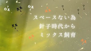 メダカ飼育、針子の誕生に水槽が追い付かなくなることに気づく・・・