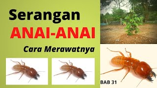 Sifu Durian BAB 31 | Serangan ANAI-ANAI - Cara Merawatnya