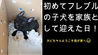 新しい家族が増えました🤗💕初めてフレブルの子犬を迎えた日☆