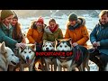 5 shocking secrets i uncovered about sled dogs in iceland