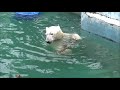 ホッキョクグマ「ゴーゴ」と「イッちゃん」同居2020 02 28 part2 polar bears at tennoji zoo