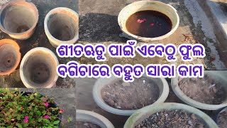 ଶୀତଋତୁ ପାଇଁ garden ରେ କରିଦିଅନ୍ତୁ ଏହି ସବୁ କାମ || winter garden preparation