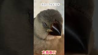 桜文鳥雛のおおあくびが可愛いすぎた