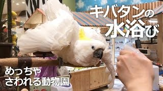 キバタンの水浴び【めっちゃさわれる動物園】気持ち良～く水浴び中のキバタン キバちゃん