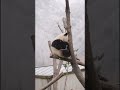 今日，卧龙大雪，风雪中大熊猫 “糖霜糯米团”想起了什么？ panda in a snowy day feels so peaceful.