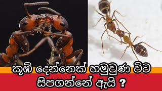 කුහුඹුවන් දෙදෙනෙක් හමුවූ විට සිපගන්නේ ඇයි ? | Interesting Facts About Ants | Awata