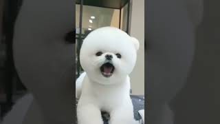 OMG So Cute 😍 Tik Tok Chó Phốc Sóc Mini 🐶Funny and Cute Dog Pomeranian #shorts