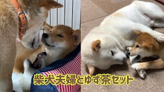 柴犬夫婦とゆず茶セットの楽しい時間😁