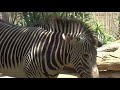 zebra mother　しまうま　ママさん　子供は寝るよｗ　ロスアンジェルス動物園