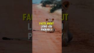 Lion Facts #shorts #short #shortsvideo #shortvideo #shortsvideo #shortvideo #facts #animals